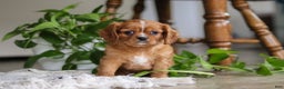 Cavalier King Charles Spaniel dogs for sale: Riley - Ad 8