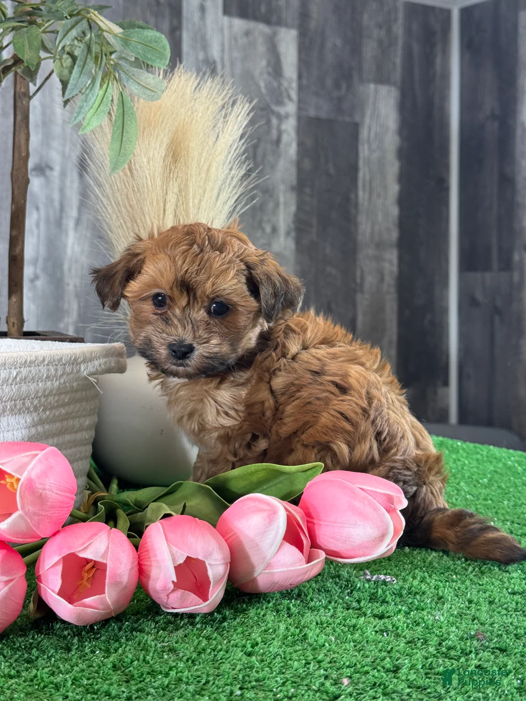 Lhasapoo dogs for sale: Alexa - Ad 1