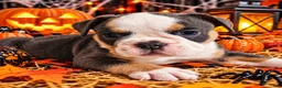Olde English Bulldogge dogs for sale: Otis - Ad 1