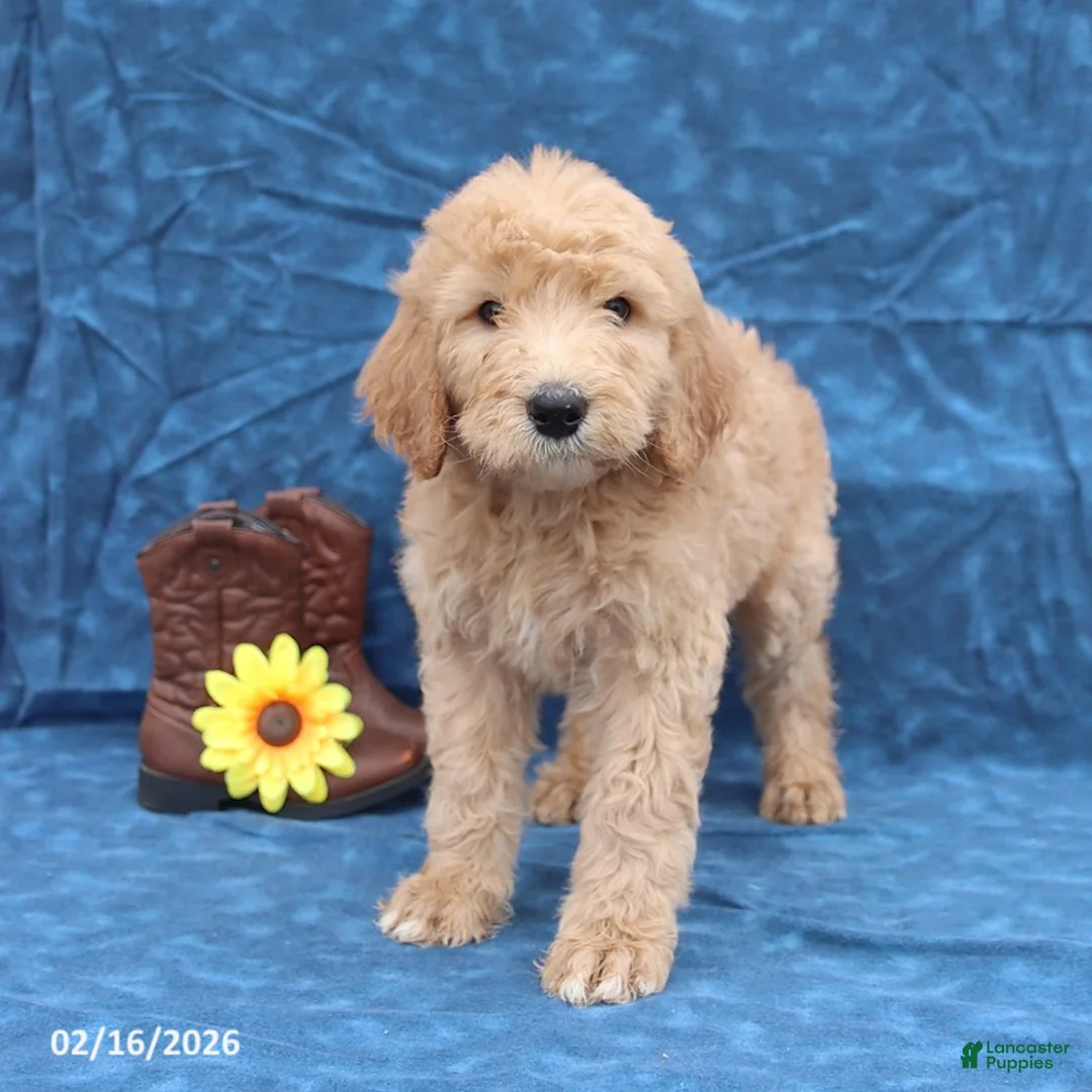 Goldendoodle dogs for sale: Jack  - Ad 3
