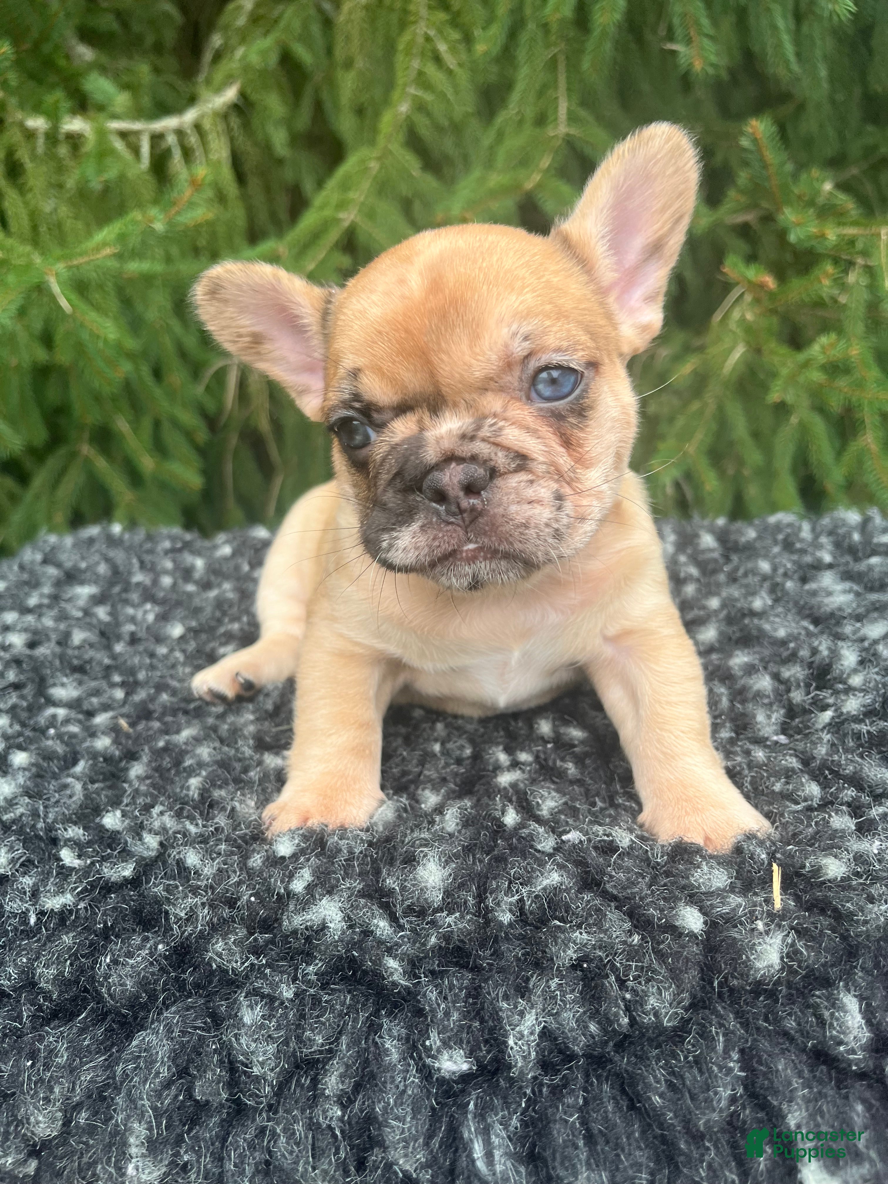 French Bulldog dogs Willow - Ad 35
