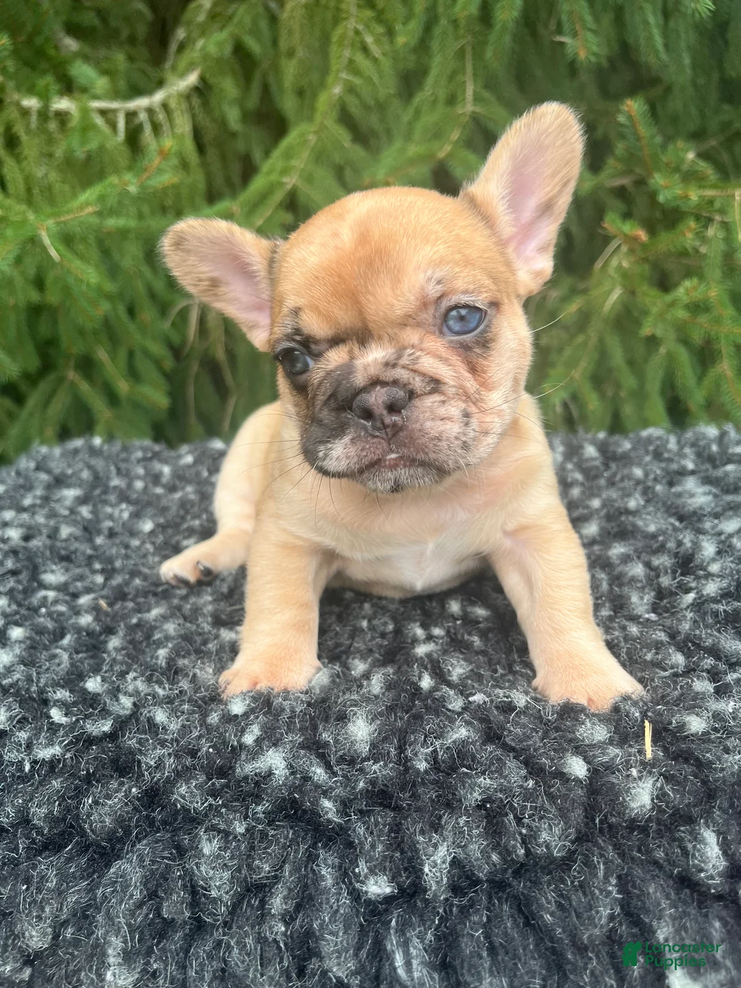 French Bulldog dogs for sale: Willow - Ad 1