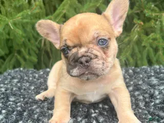 French Bulldog dogs Willow - Ad 35