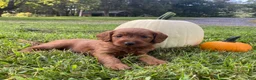 Miniature Labradoodle dogs for sale: Georgia-mini red F1b - Ad 4