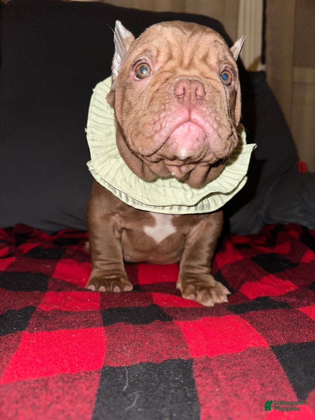 American Bully dogs for sale: Honey - Ad 2