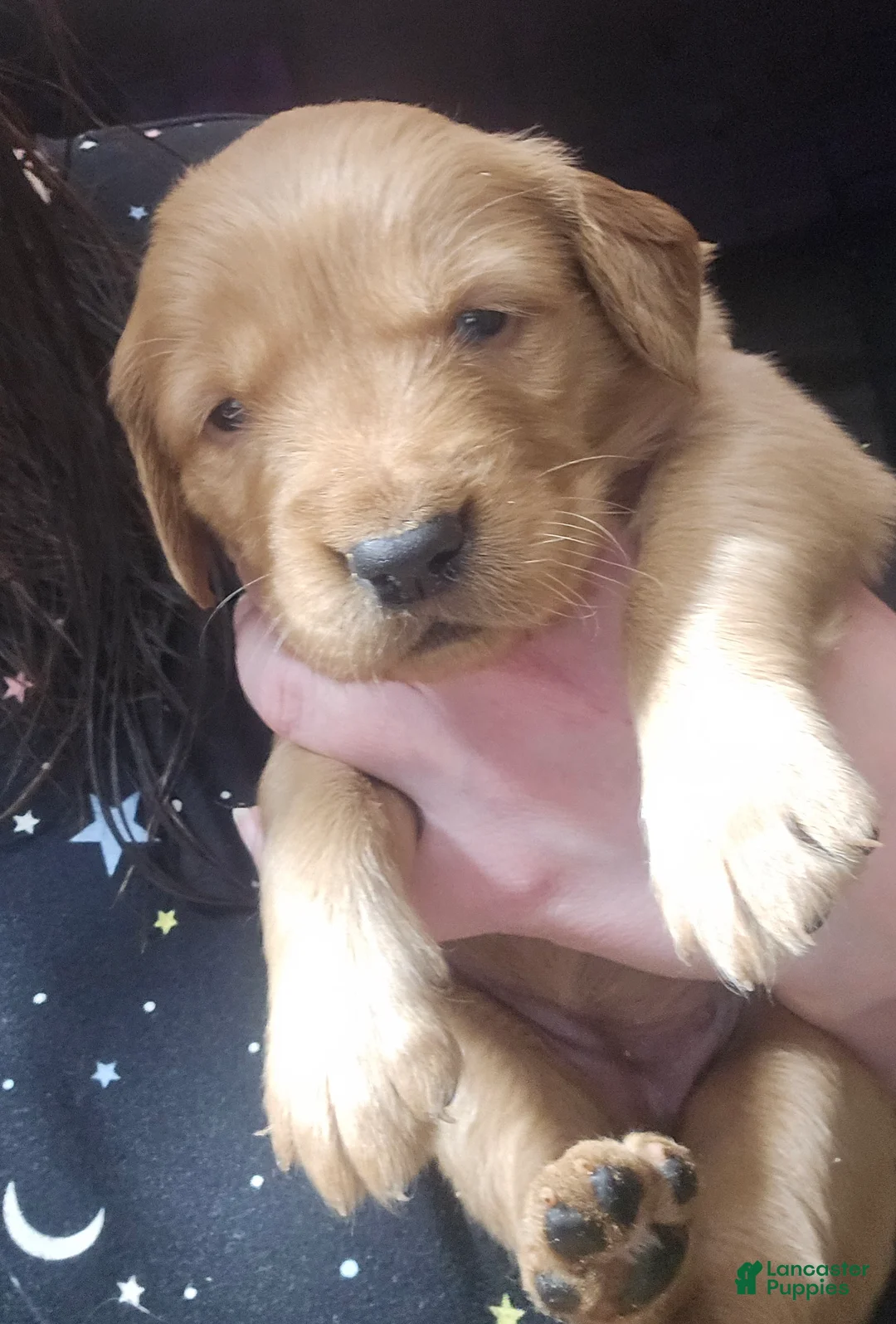 Golden Retriever dogs for sale: Red Girl - Ad 1