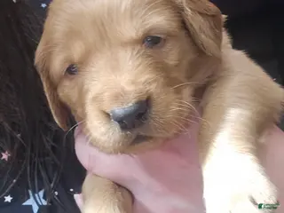 Golden Retriever dogs Red Girl - Ad 5