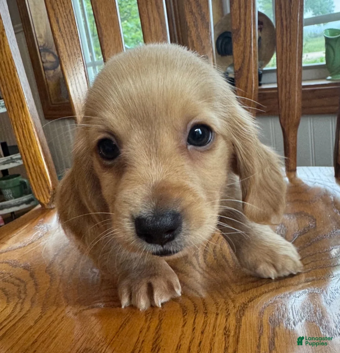 Miniature Dachshund dogs for sale: Gorgeous Brie~! - Ad 8