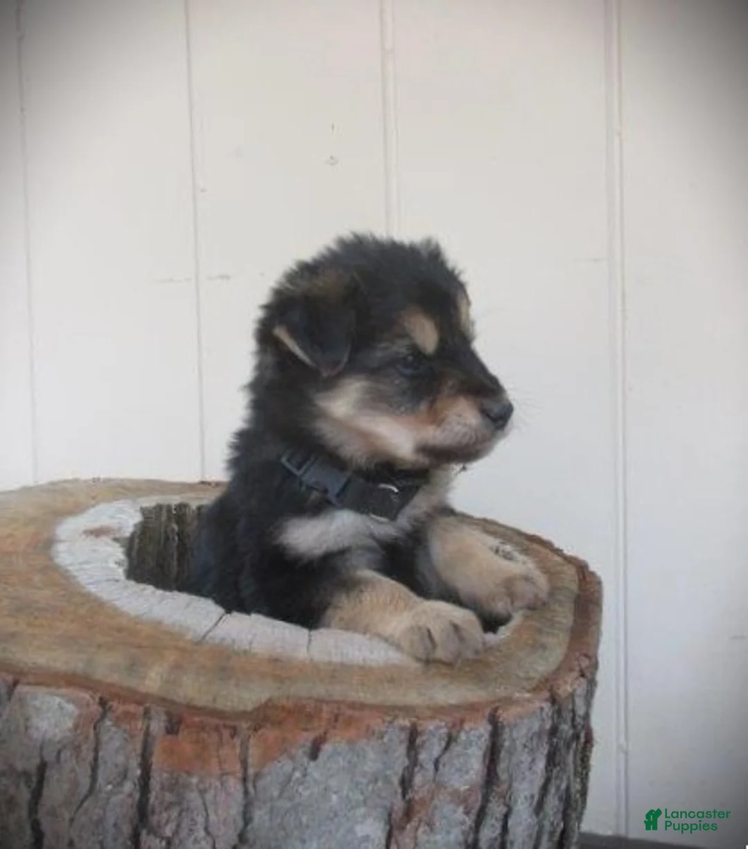 Mixed Breed dogs for sale: Timber - Ad 3