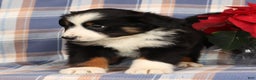 Australian Shepherd dogs for sale: Smokey - Ad 4