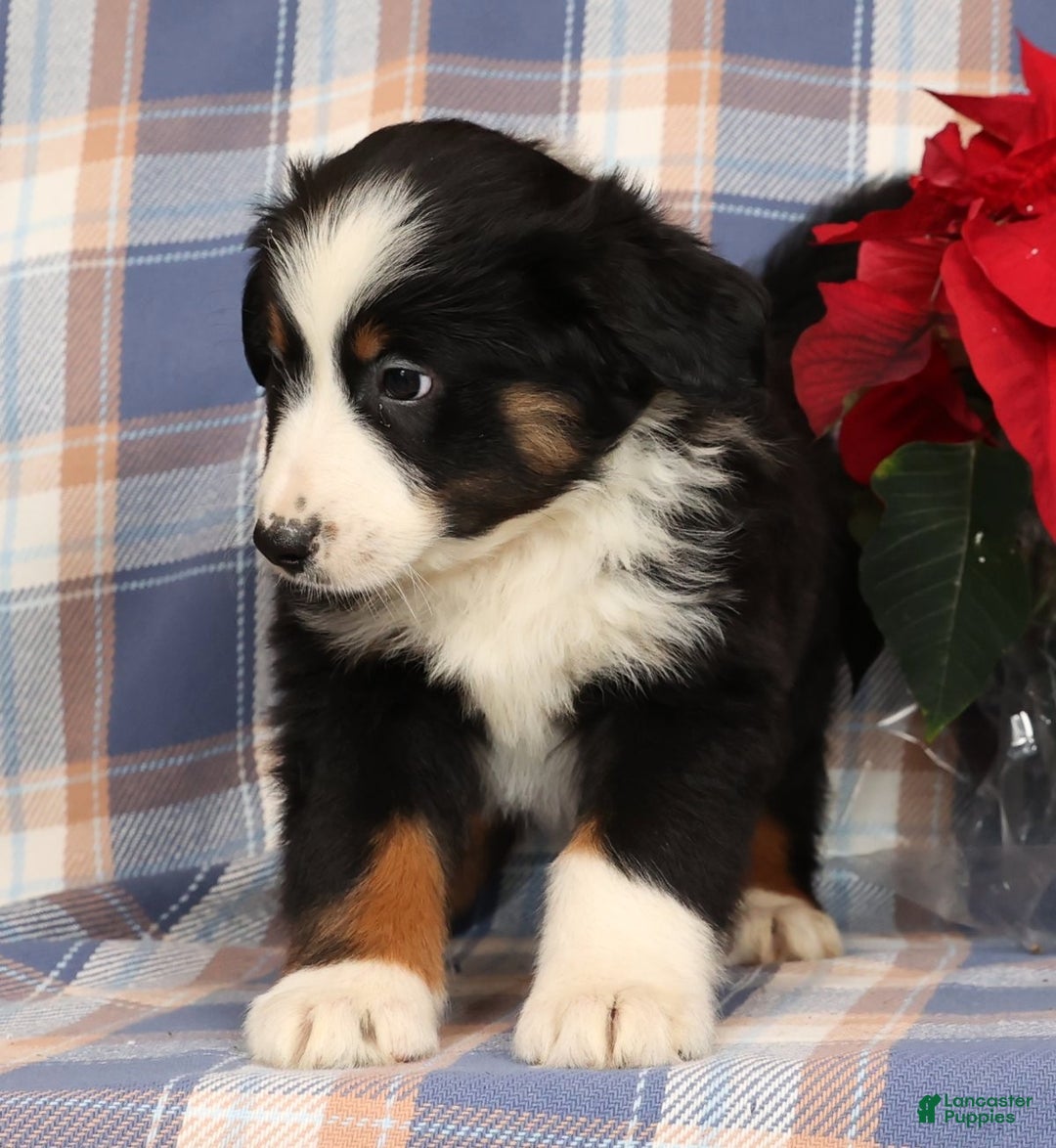 Australian Shepherd dogs for sale: Smokey - Ad 4