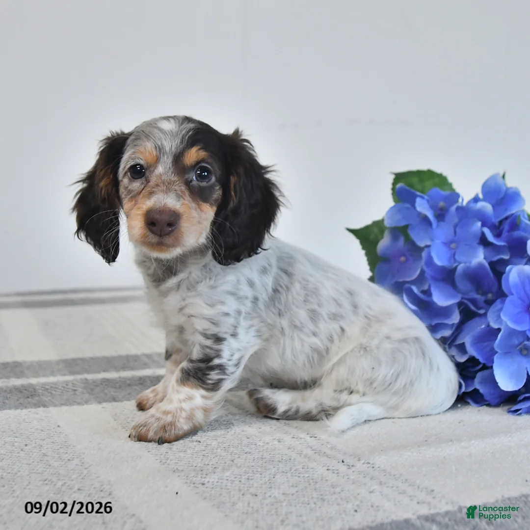 Miniature Dachshund dogs for sale: Fritz - Ad 3