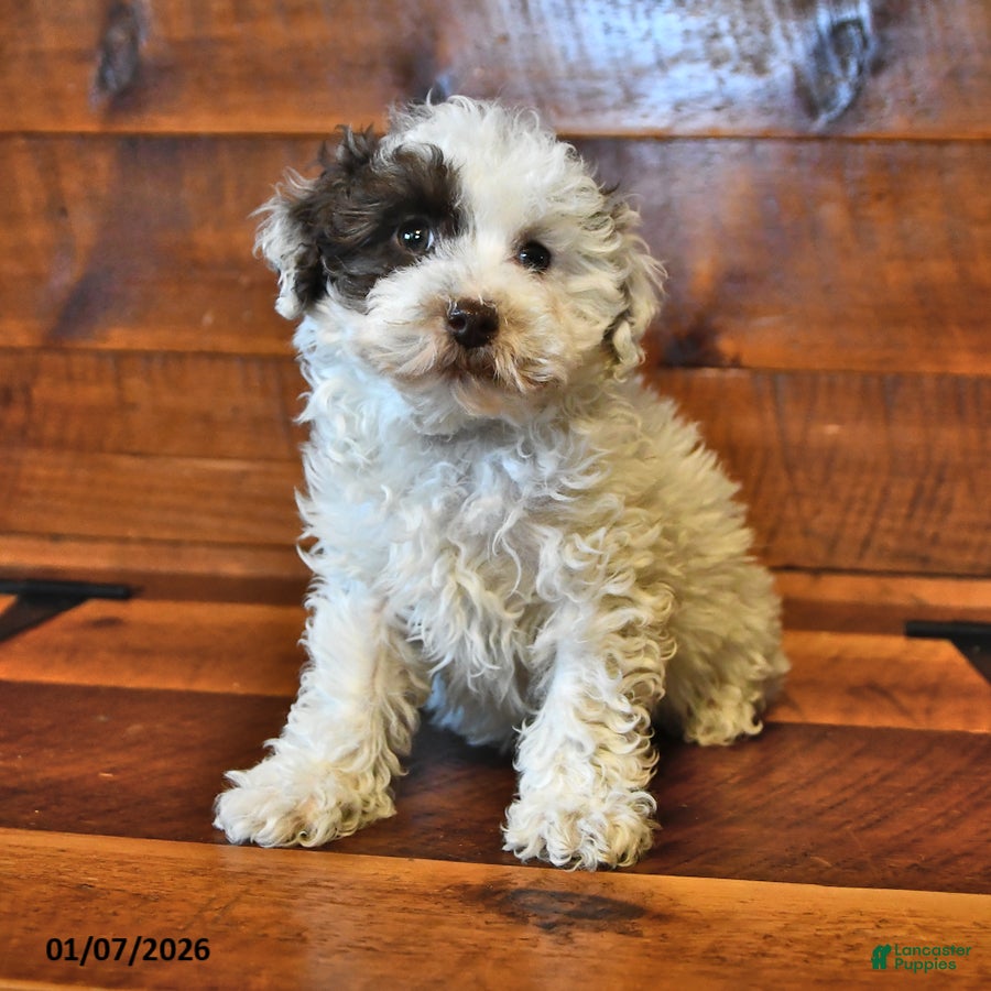 Miniature Poodle dogs Biscuit - Ad 2