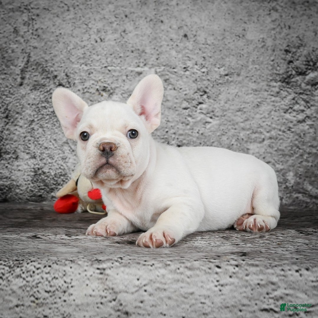 French Bulldog dogs for sale: Duramax - Ad 6