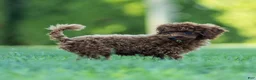Toy Poodle dogs for sale: Raven Toy Poodle Puppy  - Ad 5