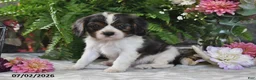 Cavalier King Charles Spaniel dogs for sale: Jefferson - Ad 3