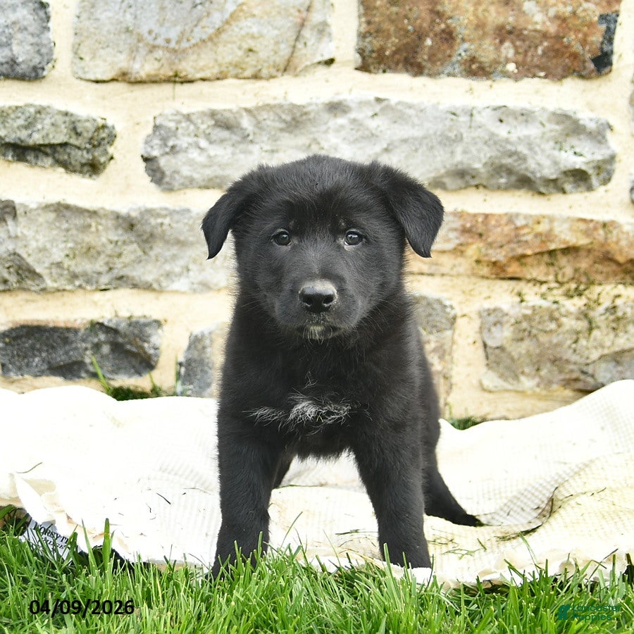 Mixed Breed dogs for sale: Comet  - Ad 4