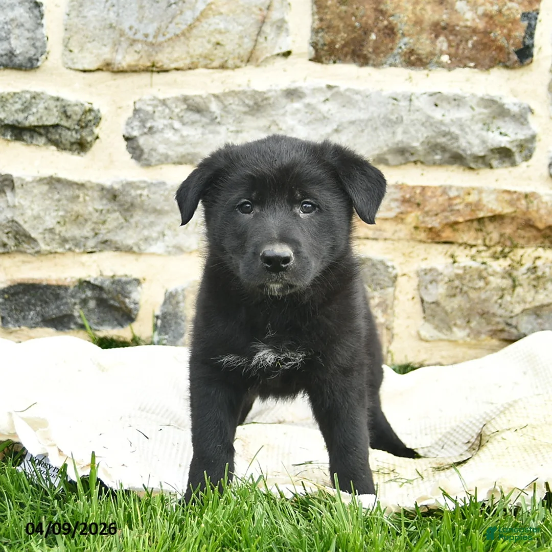 Mixed Breed dogs for sale: Comet  - Ad 1
