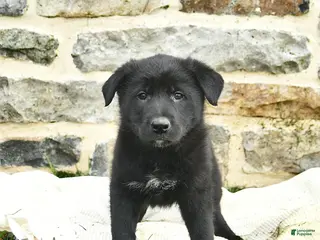 Mixed Breed dogs for sale: Comet - Ad 4