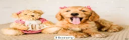 Goldendoodle dogs for sale: Honey - Ad 10
