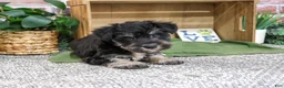 Miniature Schnauzer dogs for sale: Dawson - Ad 5