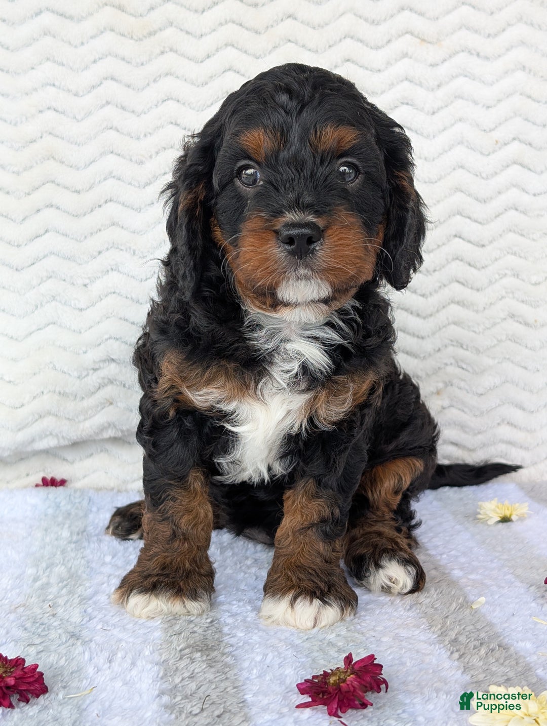 Cavapoo dogs for sale: Abby - Ad 13
