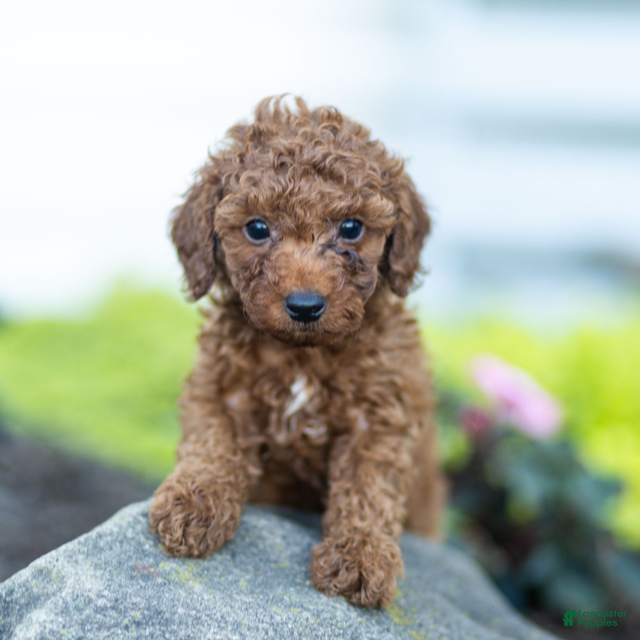 Toy Poodle dogs George Toy Poodle  - Ad 1