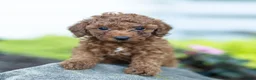 Toy Poodle dogs for sale: George Toy Poodle  - Ad 1