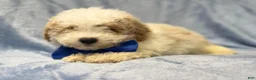 Bichpoo dogs for sale: Hercules - Ad 2