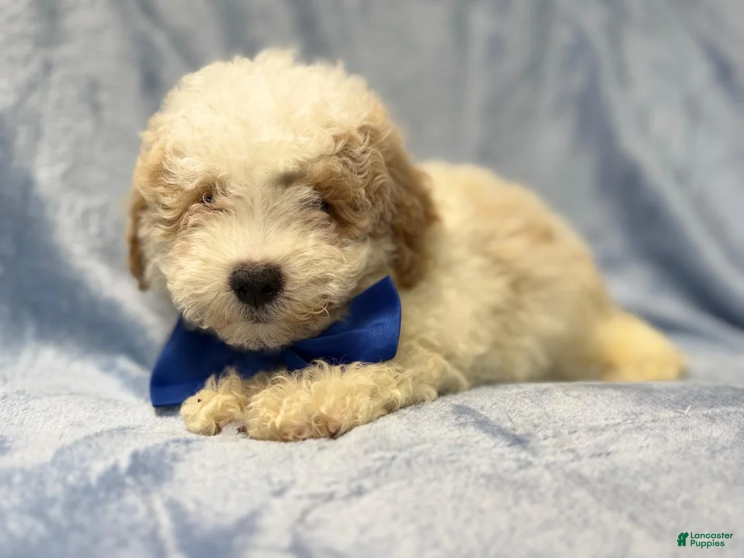 Bichpoo dogs for sale: Hercules - Ad 2