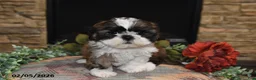 Shih Tzu dogs for sale: Chloe - Ad 5