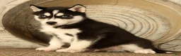 Siberian Husky dogs for sale: Leo - Ad 2