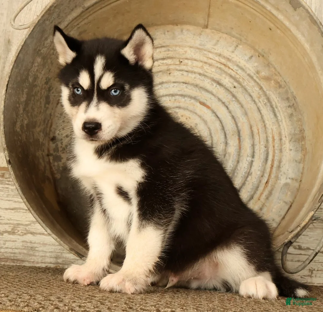 Siberian Husky dogs for sale: Leo - Ad 2