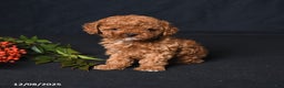 Toy Poodle dogs for sale: Tiny Emerald - Ad 2