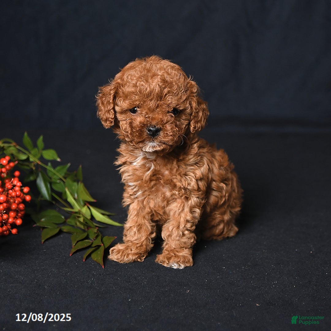 Toy Poodle dogs for sale: Tiny Emerald - Ad 2