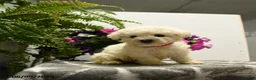 Bichon Frise dogs for sale: Bubba - Ad 3