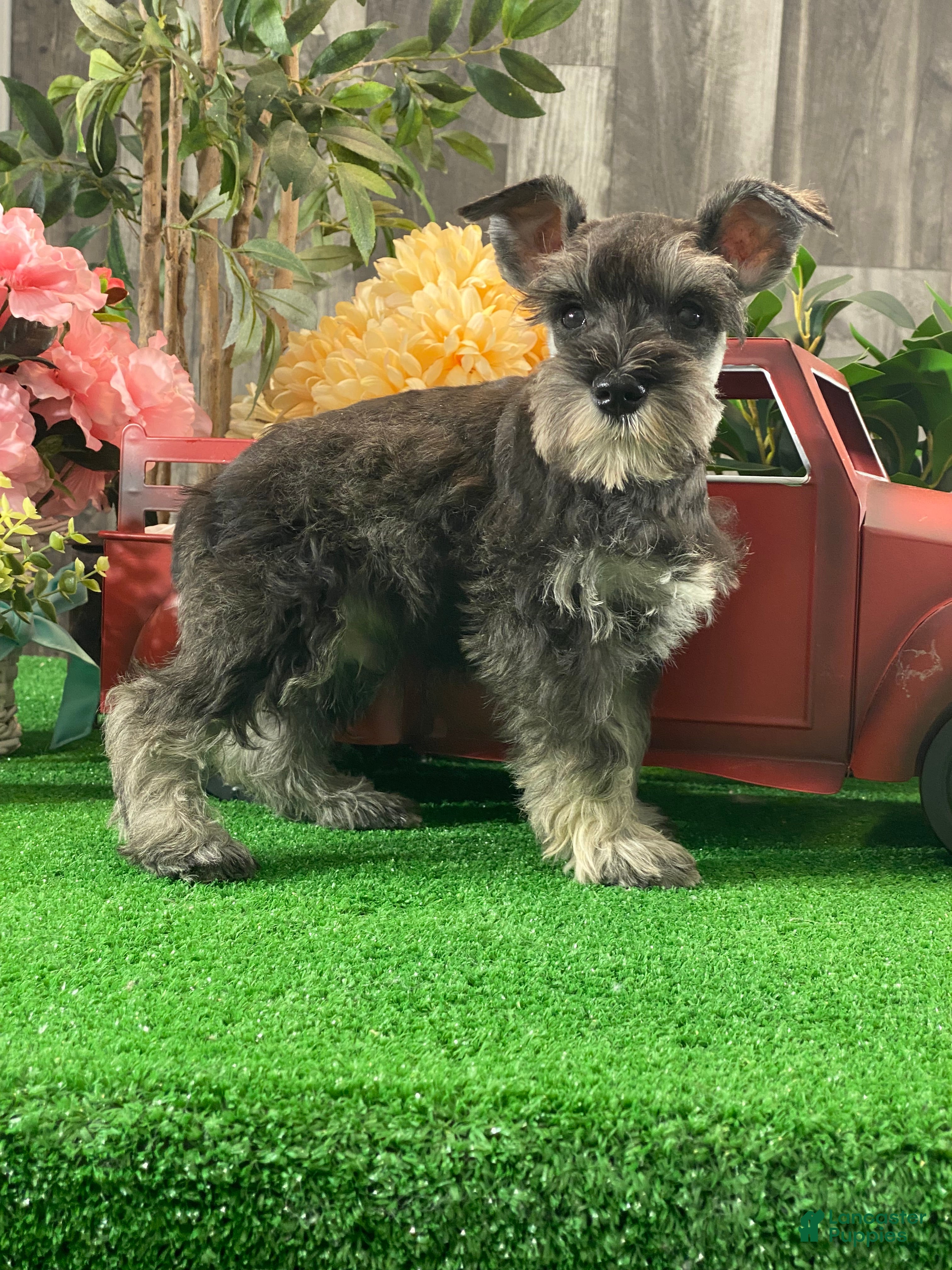 Miniature Schnauzer dogs Kobe - Ad 32