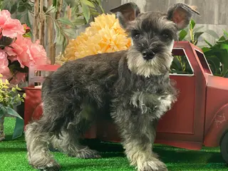 Miniature Schnauzer dogs Kobe - Ad 40