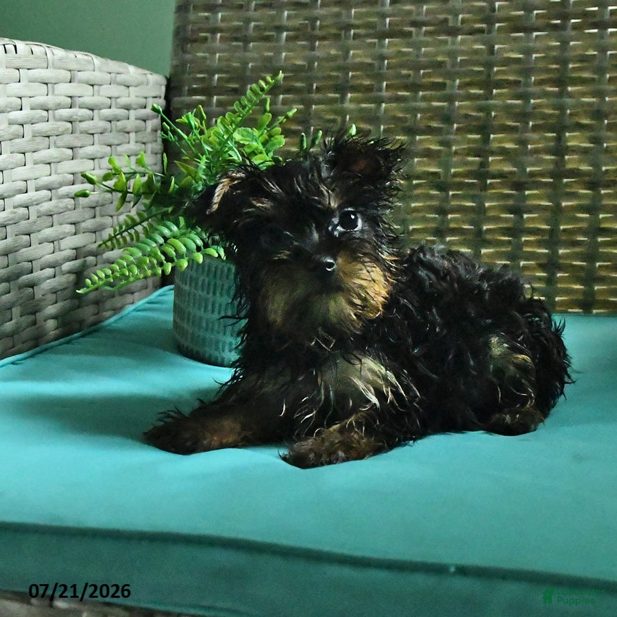 Yorkshire Terrier dogs Bonnie - Ad 2