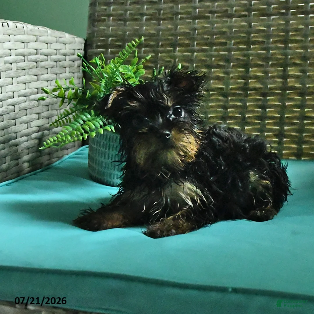 Yorkshire Terrier dogs for sale: Bonnie - Ad 2