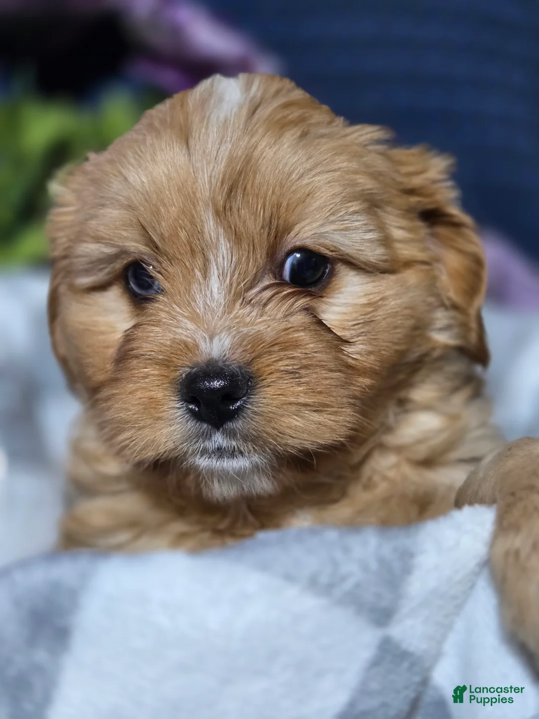 Mixed Breed dogs for sale: Blue-eye - Ad 1