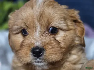 Mixed Breed dogs Blue-eye - Ad 23