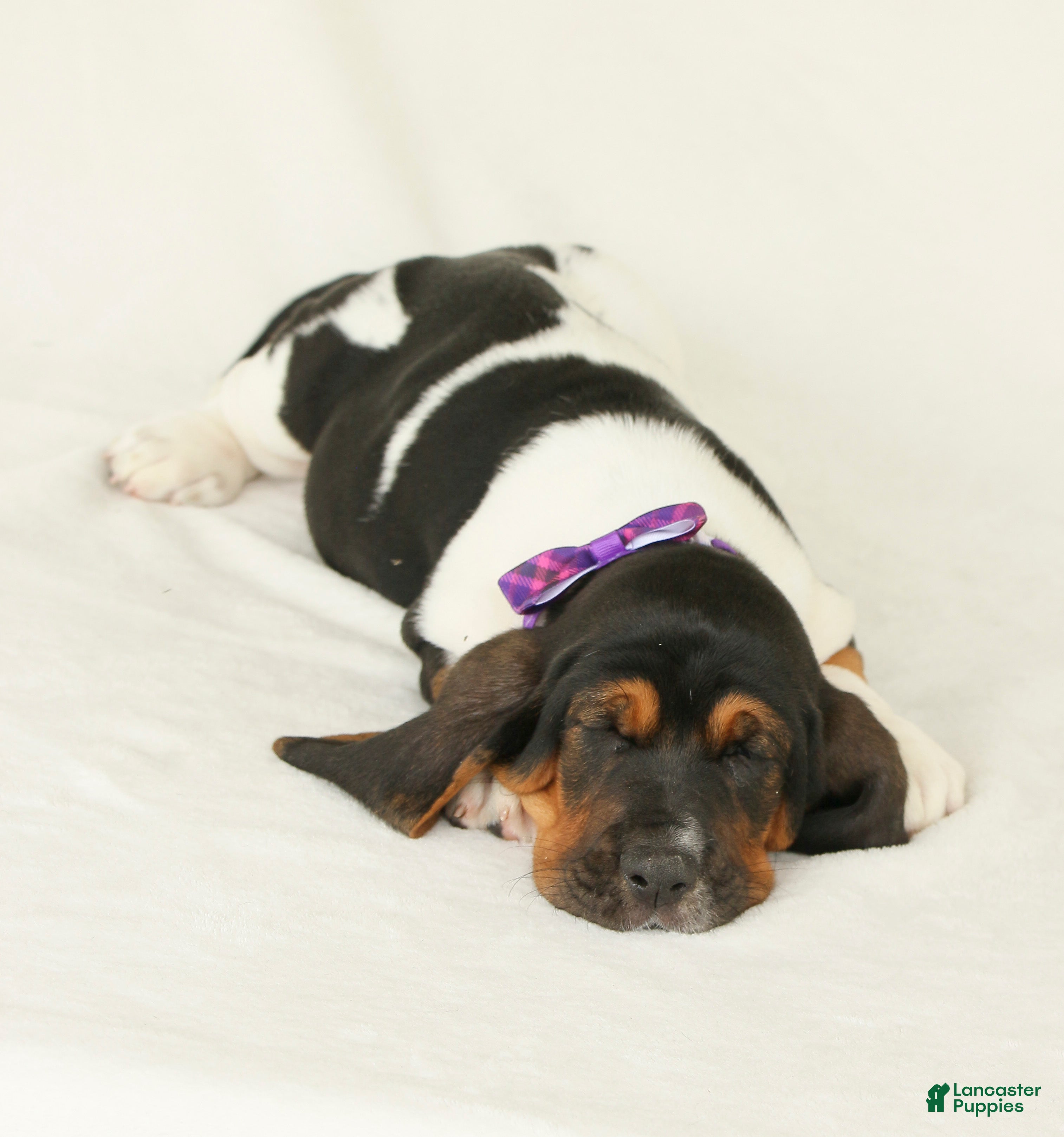 Basset Hound dogs Arwen - Ad 2