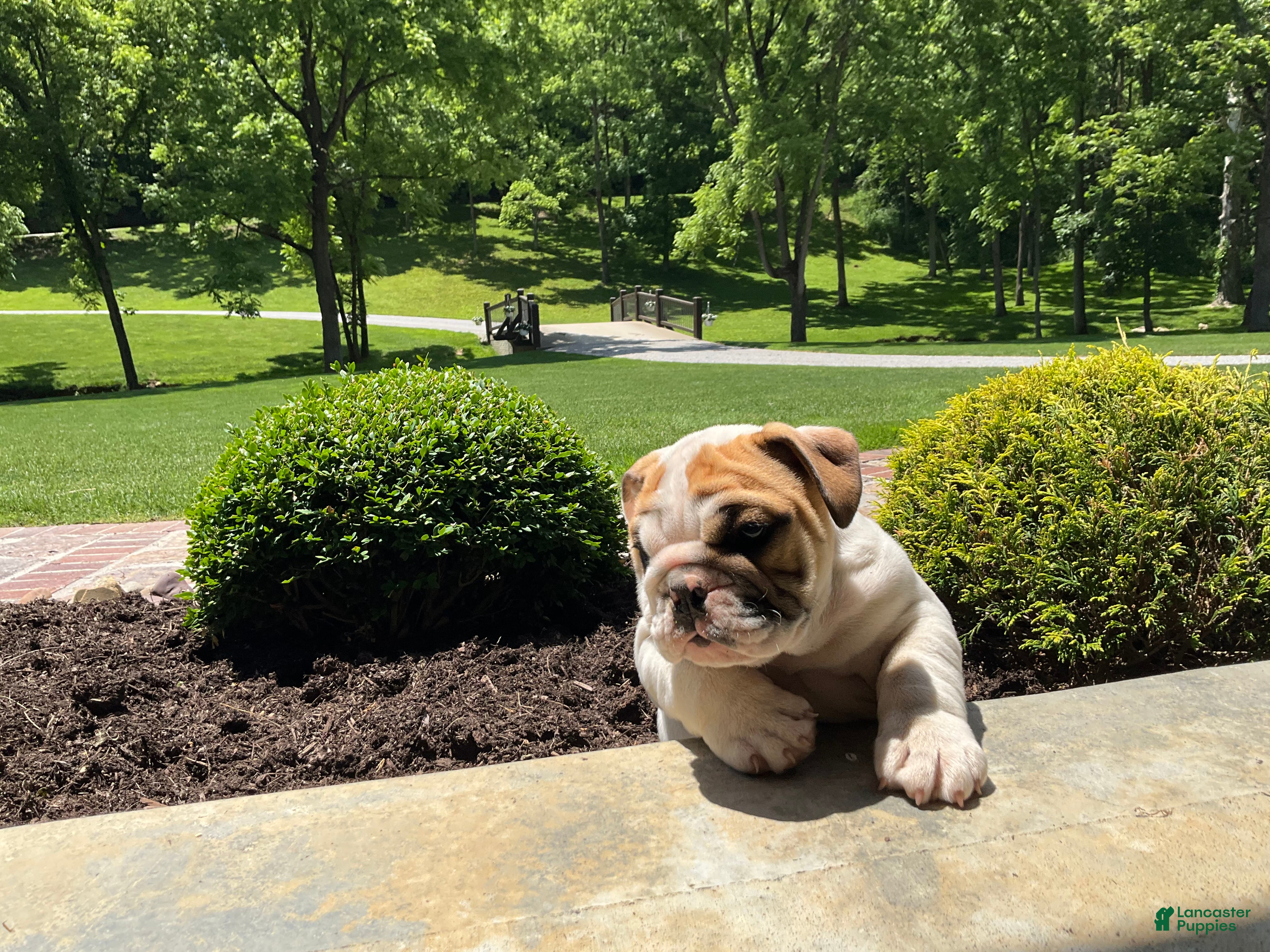 English Bulldog dogs Zane - Ad 2