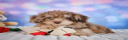 Miniature Poodle dogs for sale:  pete - Ad 14