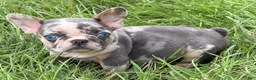 French Bulldog dogs for sale: Maggie - Ad 6