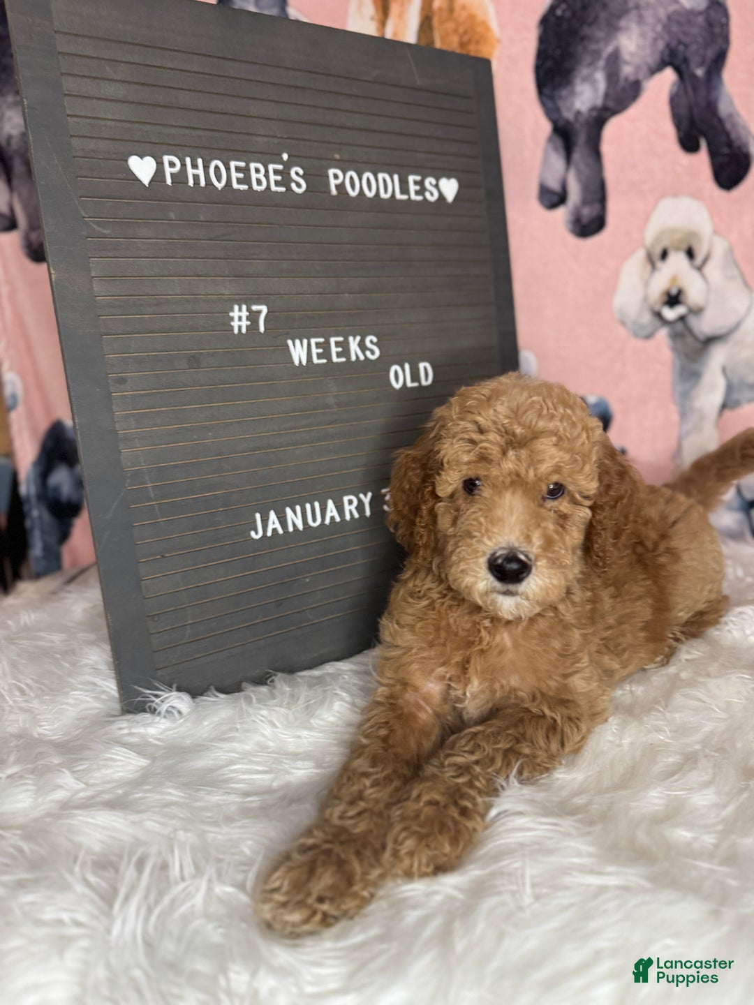 Standard Poodle dogs for sale: Standard Poodle Puppy 2 - Ad 3