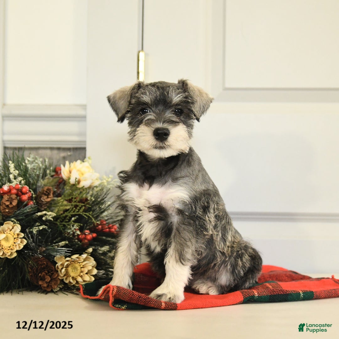 Miniature Schnauzer dogs for sale: Jingle  - Ad 1