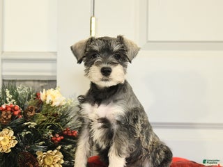 Miniature Schnauzer dogs Jingle - Ad 8