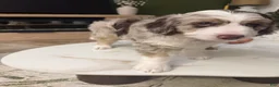 Aussiedoodle dogs for sale: Aussiedoodle 5 - Ad 11